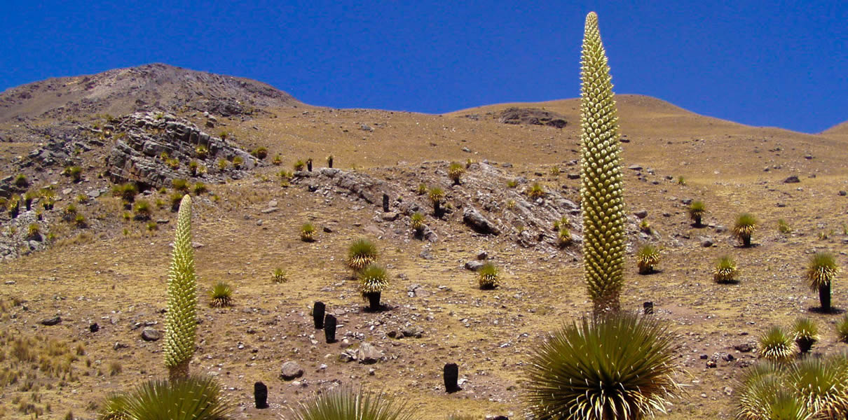 tours-nevado-pastoruri 4